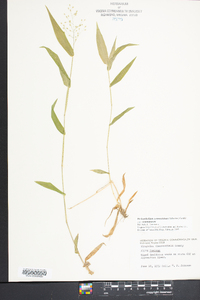 Dichanthelium commutatum subsp. commutatum image