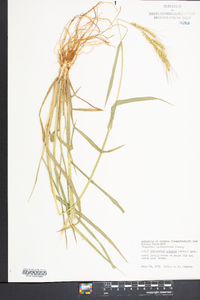 Echinochloa muricata var. muricata image