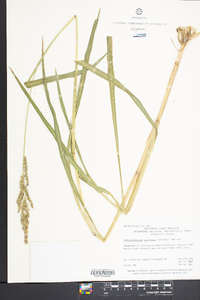 Echinochloa walteri image