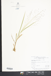 Eragrostis capillaris image