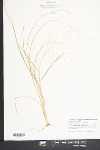 Eragrostis capillaris image