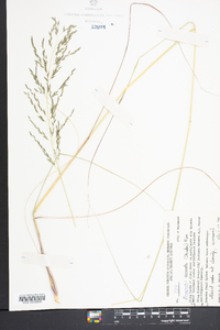 Eragrostis curvula image