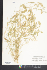 Eragrostis hirsuta image