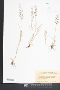 Eragrostis minor image