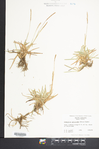 Eremochloa ophiuroides image