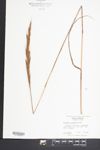 Saccharum baldwinii image
