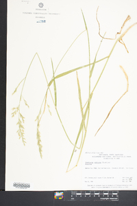 Festuca obtusa image