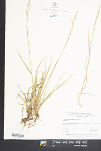 Festuca obtusa image