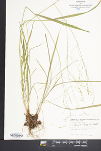 Festuca obtusa image