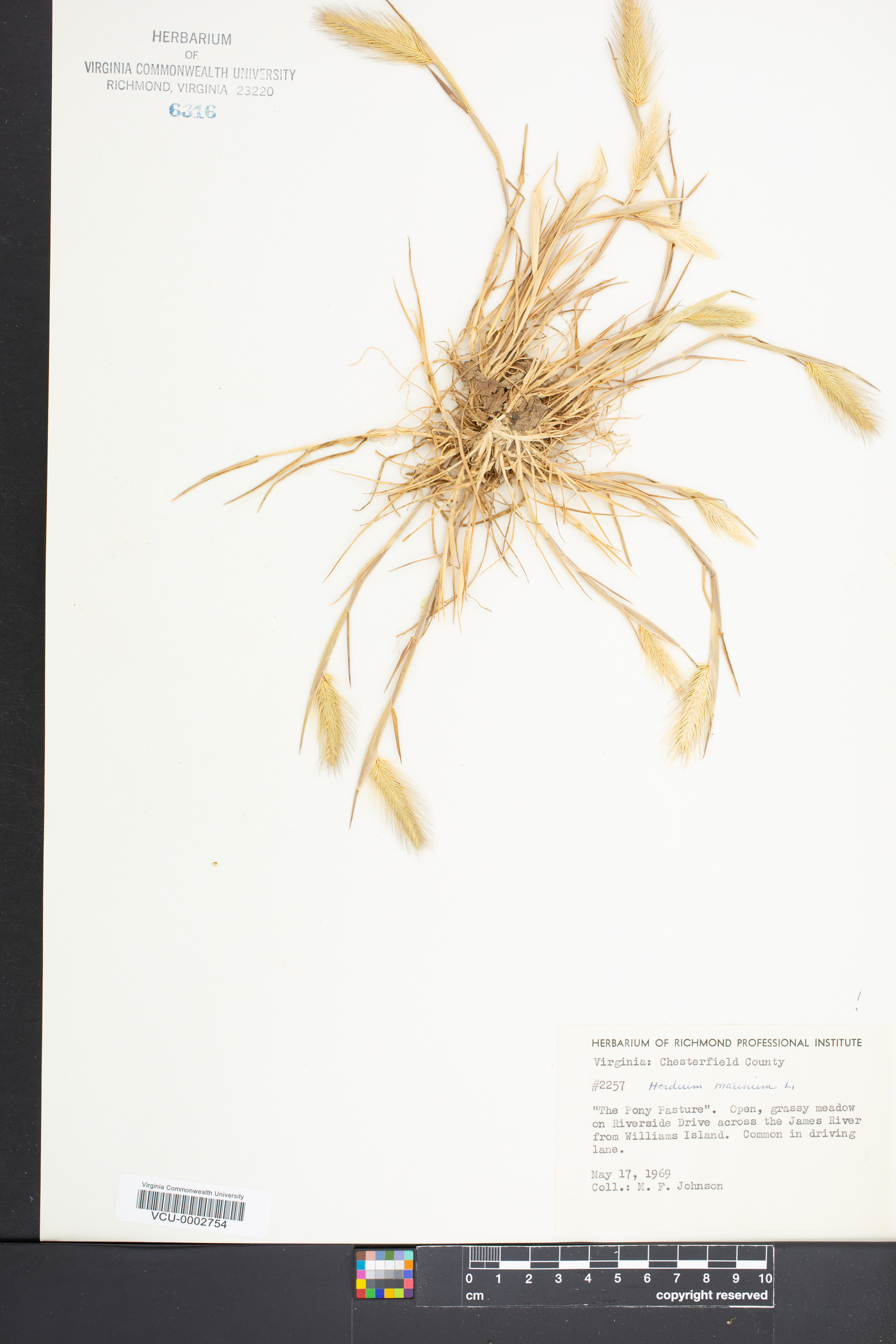 Hordeum marinum image