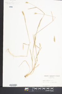 Hordeum pusillum image