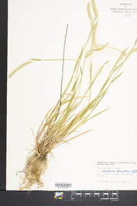 Hordeum pusillum image