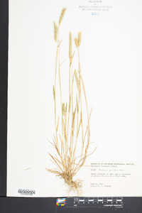 Hordeum pusillum image