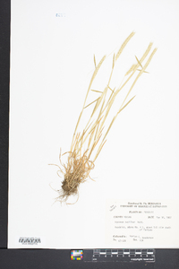 Hordeum pusillum image