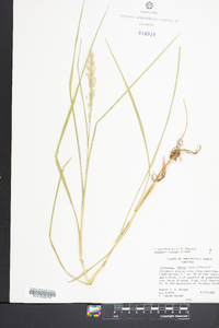 Glyceria obtusa image