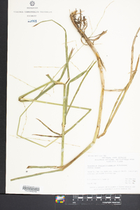 Glyceria septentrionalis image