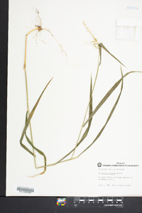 Elymus hystrix image