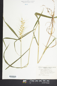 Elymus hystrix image