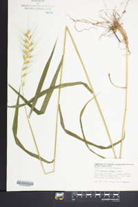 Elymus hystrix image