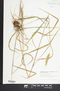 Elymus hystrix image