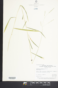 Leersia virginica image