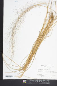 Muhlenbergia expansa image