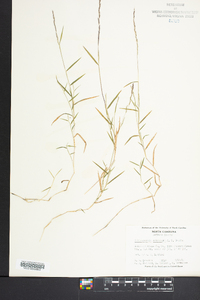 Muhlenbergia schreberi image