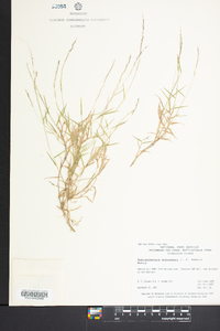 Muhlenbergia schreberi image