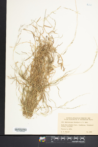 Muhlenbergia schreberi image