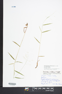 Panicum dichotomum var. dichotomum image