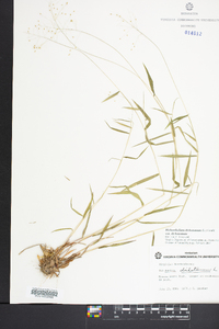 Panicum dichotomum var. dichotomum image