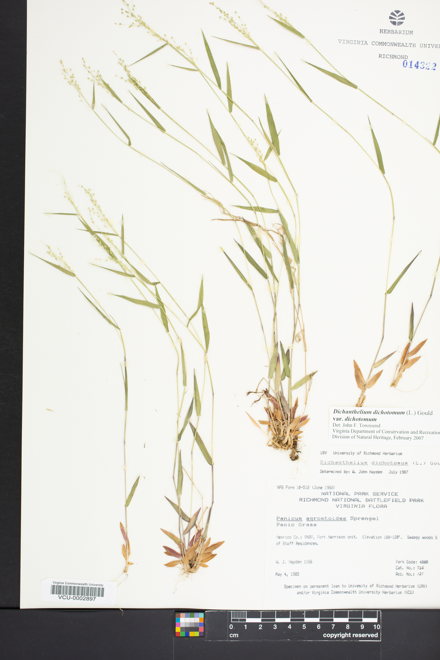 Panicum dichotomum var. dichotomum image