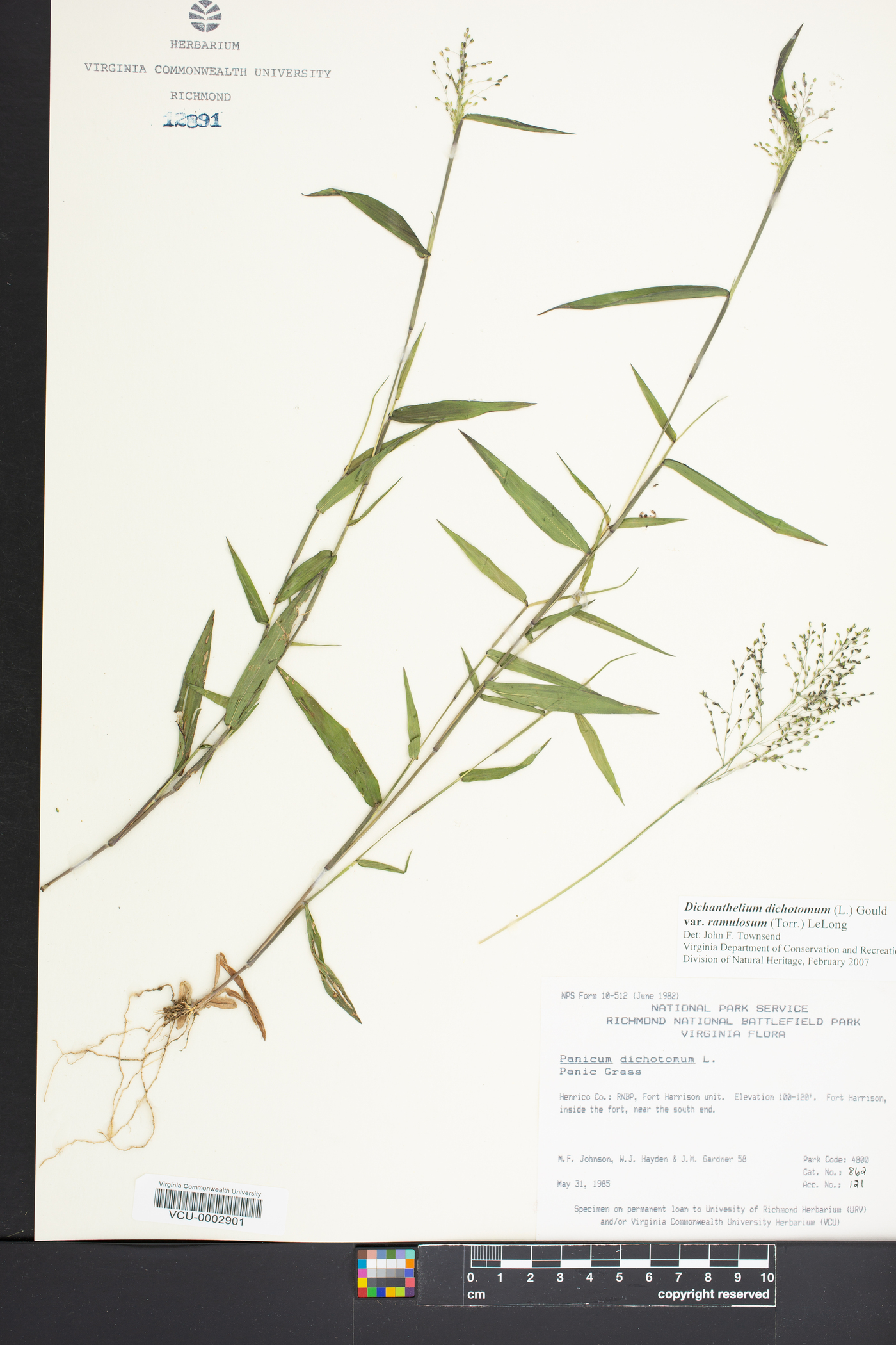 Panicum dichotomum var. ramulosum image