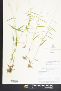 Panicum dichotomum var. dichotomum image