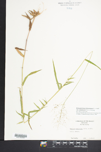 Dichanthelium dichotomum var. ramulosum image