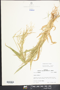 Urochloa ramosa image