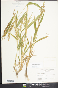 Urochloa ramosa image