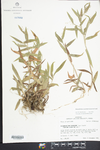 Dichanthelium scoparium image