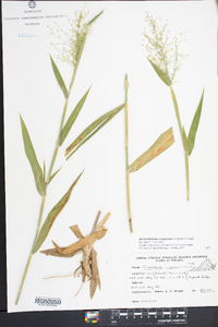 Dichanthelium scoparium image