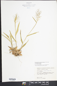 Dichanthelium sphaerocarpon var. sphaerocarpon image