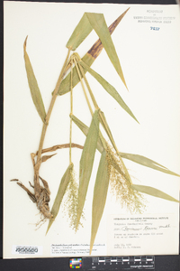 Dichanthelium polyanthes image