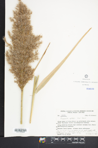 Phragmites australis image