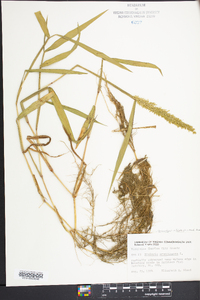 Sacciolepis striata image