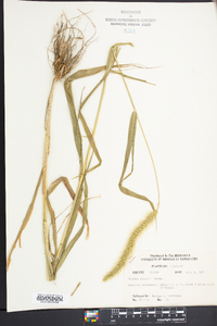 Setaria faberi image