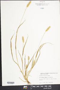 Pennisetum glaucum image