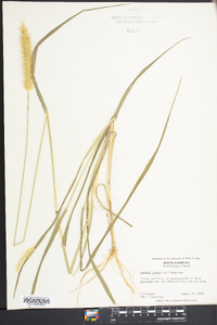 Pennisetum glaucum image