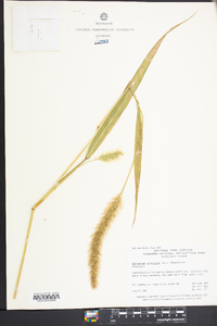 Setaria italica image