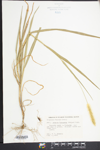 Pennisetum glaucum image