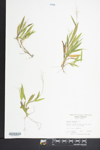 Panicum ciliatum image