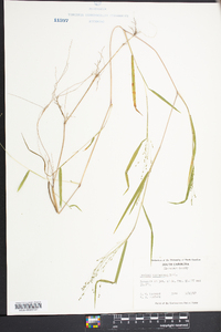 Kellochloa verrucosa image